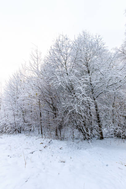 istock landscape of winter forest 643351546