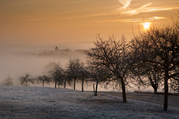 istock Winter morning, row of trees 643354004
