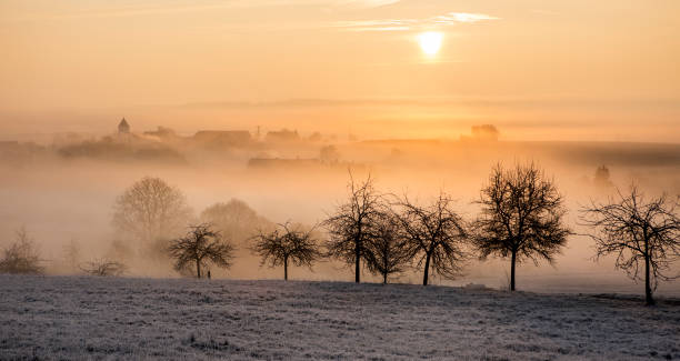 istock Winter morning, row of trees 643354036