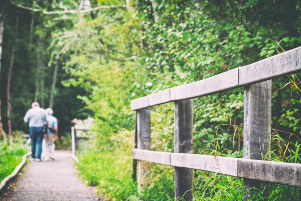 Couple of unrecognizable tourists walking, hiking along a wooden path with some fences and wooden ramps in french forest, in natural swamp at summer. Unrecognizable people shapes due to very selective focus on ramp wooden planks in middle of bush, with large copy space for design on blurred background.