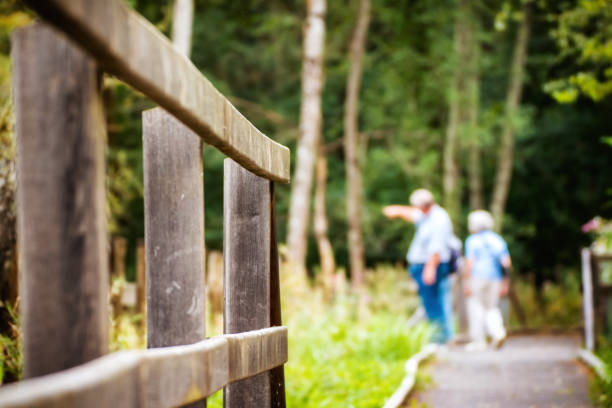 istock Unrecognizable tourists walking in end summer along wooden path in forest blurred by selective focus with copy space 643354986