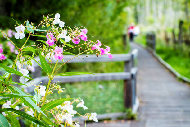 Small group of unrecognizable tourists walking, hiking along a wooden path with some fences and wooden ramps in french forest, in natural swamp at summer. Unrecognizable people shapes due to very selective focus on wild small pink and white color plant with flowers in bush, with large copy space for design on blurred background.