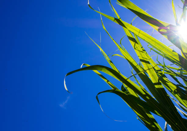 istock Sunlight and blue sky over the Sugarcane leaves 643362514