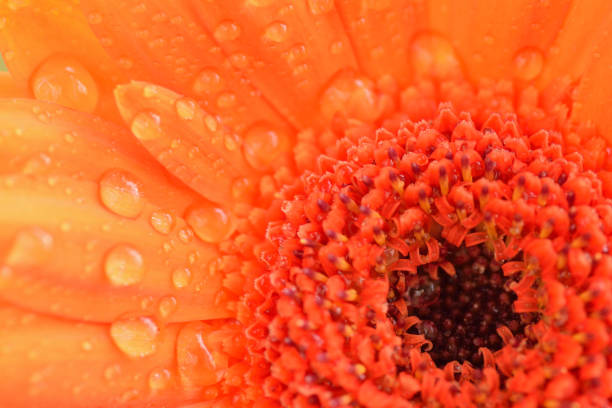istock Macro texture of orange daisy flower surface with water droplets 643365082