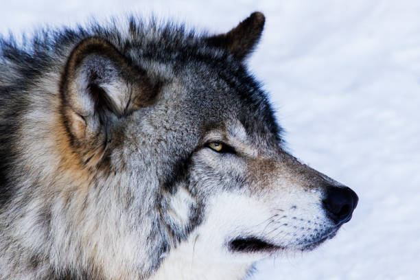 istock Alpha male Timber wolf portrait 643365194