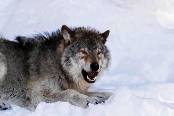 istock Alpha male Timber wolf portrait 643365228
