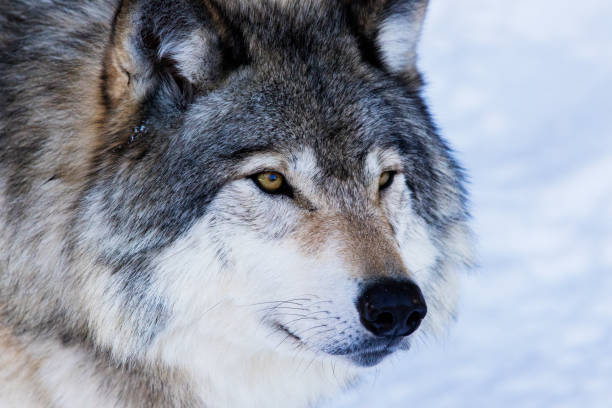 istock Alpha male Timber wolf portrait 643365268