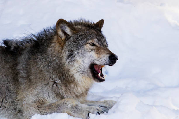 istock Alpha male Timber wolf portrait 643365496