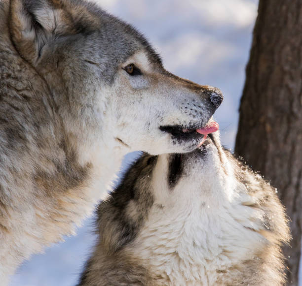목재 늑대 알파 몇 - canadian timber wolf 뉴스 사진 이미지