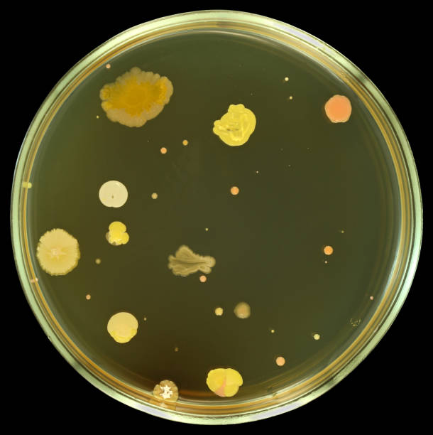 различные бактериального колоний на чашка петри изолированные на черном фоне - nature scientist petri dish science стоковые фото и изображения