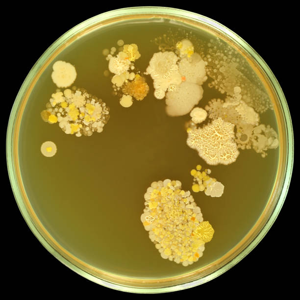 bakterienkolonien durch menschliche fingerabdrücke auf agar-oberfläche - petri dish fotos stock-fotos und bilder