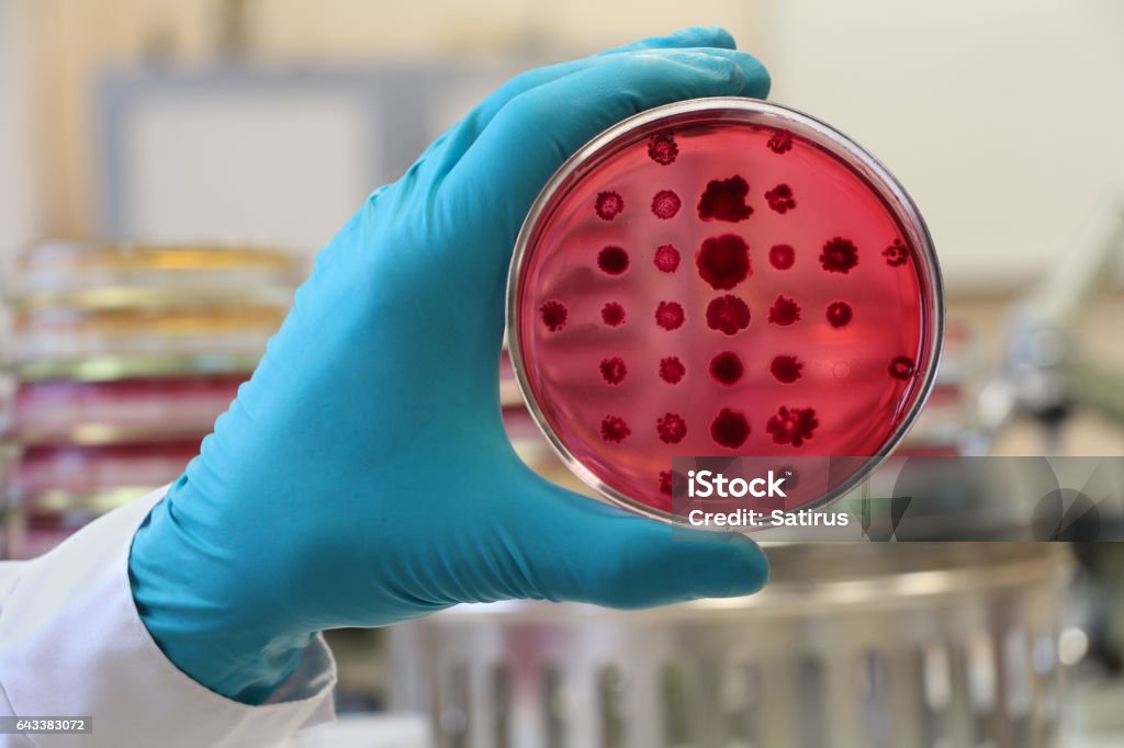 Bacteriólogo con una red de Petri al fondo del laboratorio - Foto de stock de Placa de Petri libre de derechos