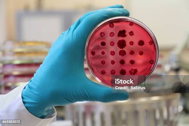 Bacteriólogo Con Una Red De Petri Al Fondo Del Laboratorio Foto de stock y más banco de imágenes de Placa de Petri