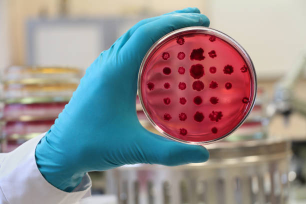 Bacteriologist  holding a red Petri dish on the laboratory background Scientist holding a Petri dish in gloved  hand on the laboratory background. Red agar Endo used for Escherichia coli cultivation in lab. Focus on the dish in the hand. plasmids stock pictures, royalty-free photos & images