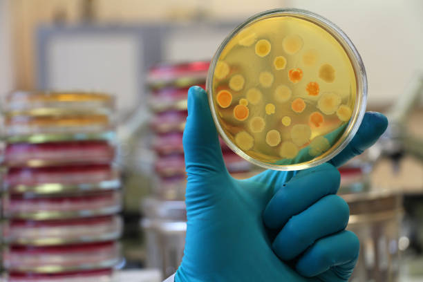 microbiólogo sosteniendo un plato de petri de agar cubierto con colonias bacterianas - bacterium petri dish microbiology cell fotografías e imágenes de stock