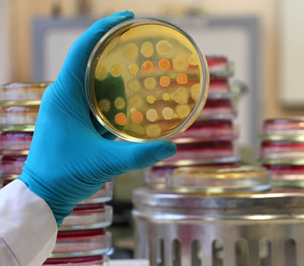 técnico sosteniendo un plato de agar petri cubierto de colonias bacterianas - petri dish bacterium cell virus fotografías e imágenes de stock