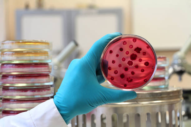 istock Gloved hand of scientist holds a red agar Endo 643383118