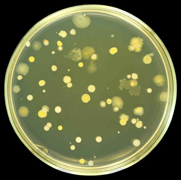 bactérias colónias em ágar placa isolado no preto - petri dish agar jelly laboratory glassware bacterium imagens e fotografias de stock