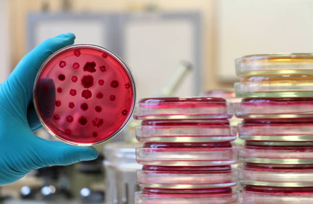 scientist holding a red petri dish on the laboratory background - petri dish agar jelly laboratory glassware bacterium imagens e fotografias de stock