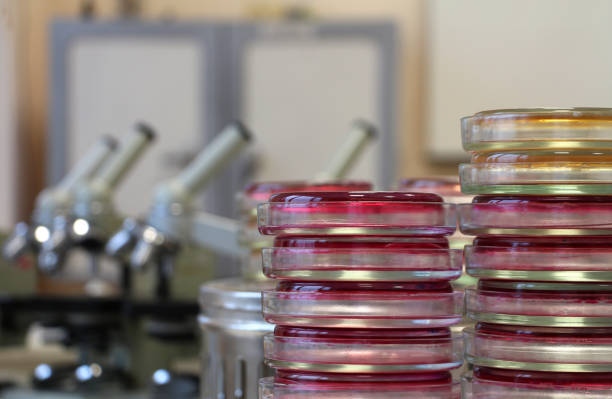 Petri dishes agar stacks  in microbiology lab on laboratory background Red (agar Endo) and yellow (meat-peptone agar) petri dishes stacks  in microbiology lab on the bacteriology laboratory background (microscopes). Focus on stacks. bacterial mat photos stock pictures, royalty-free photos & images