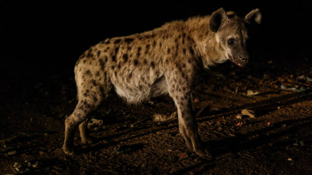 istock Feeding of spotted hyenas, Harar Ethiopia 643390936