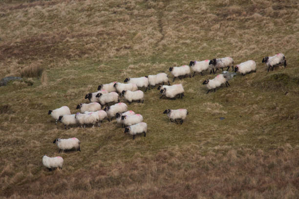 istock Flock of sheep being herded across boggy hillside 643399068