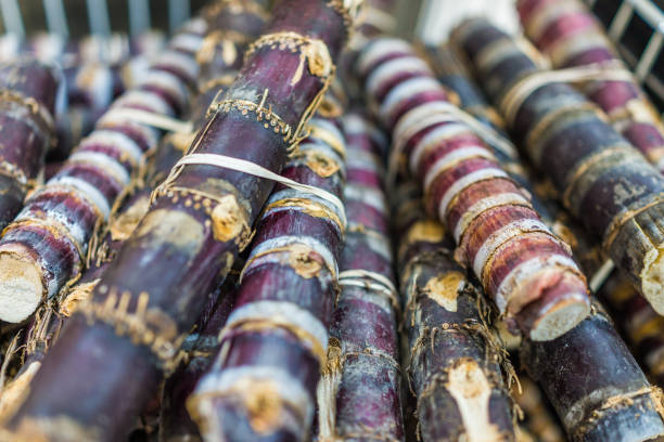 istock Macro closeup of purple stack of sugar canes 643399268