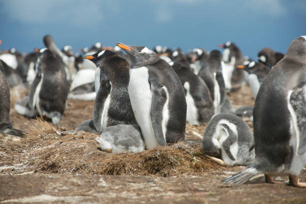 kolonie eselspinguine an freiwilligen punkt, falklandinseln - pebble gentoo penguin antarctica penguin stock-fotos und bilder