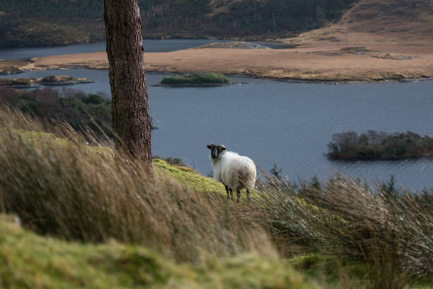istock Sheep on top of hillside with large lake in background 643403072