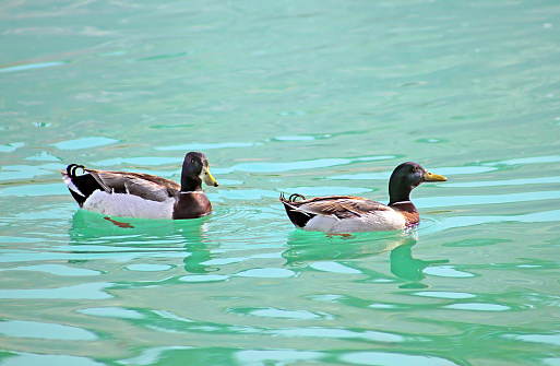 Two ducks are swimming on the lake