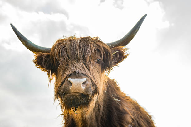 scottish highland cattle on a farm scottish highland cattle on a farm highland cattle stock pictures, royalty-free photos & images