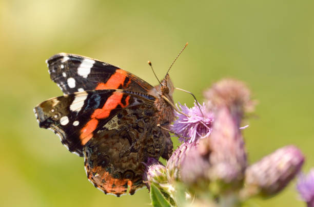 Red admiral butterfly on thistle flower. stock photo