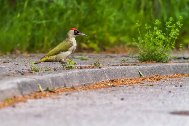 kuvapankkikuvat ja rojaltivapaat kuvat aiheesta vihreä tikka (picus viridis) - european green woodpecker