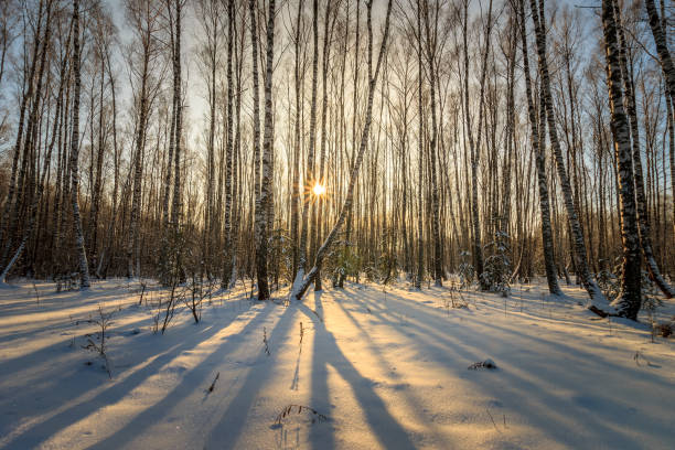 istock beautiful sunset at birch forest at winter season 643412694