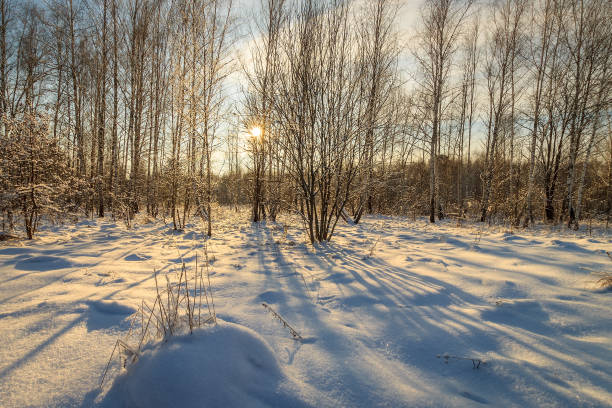 istock beautiful sunset at birch forest at winter season 643412776