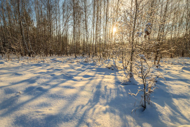 istock beautiful sunset at birch forest at winter season 643412786