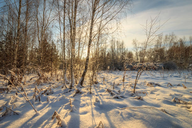 istock beautiful sunset at birch forest at winter season 643412808