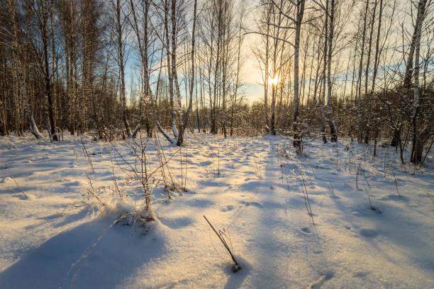 istock beautiful sunset at birch forest at winter season 643412842