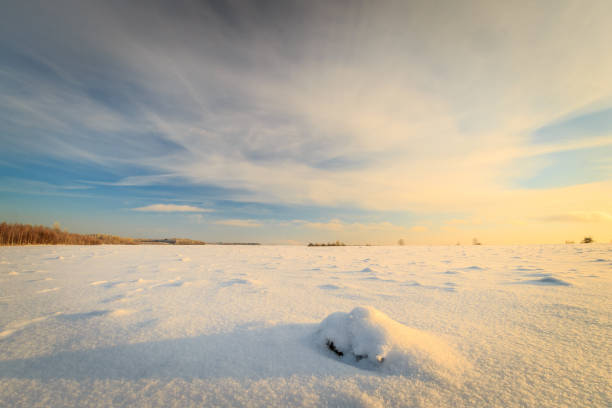 istock beautiful sunset with trees at winter season 643412860