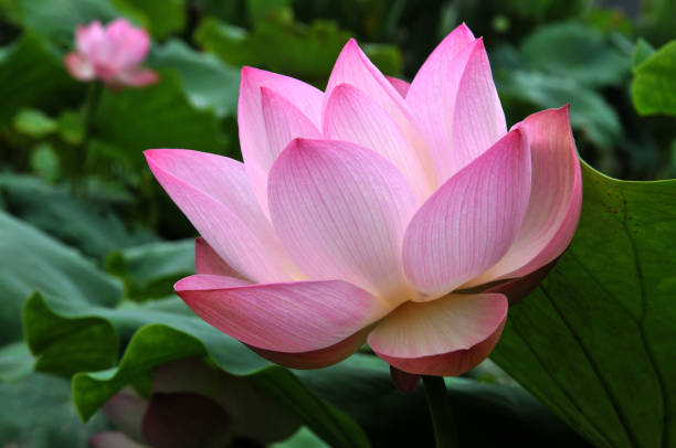 istock Blossom lotus flower 643416998
