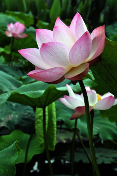 istock Blossom lotus flower 643417016