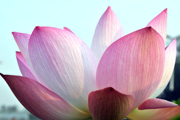 istock Blossom lotus flower 643417022