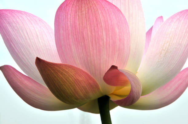 istock Blossom lotus flower 643417046