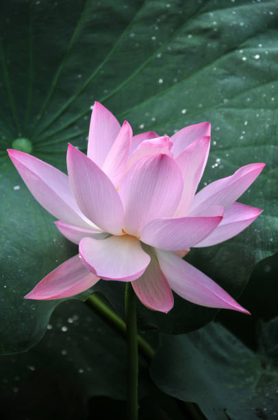 istock Blossom lotus flowers 643418274