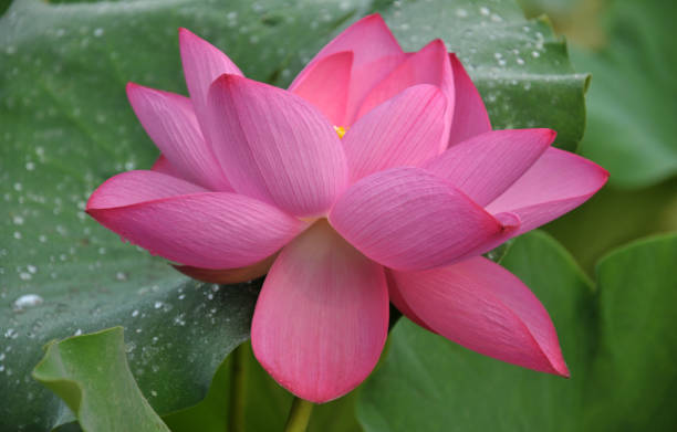 istock Blossom lotus flowers 643418276