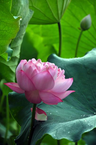 istock Blossom lotus flowers 643418296