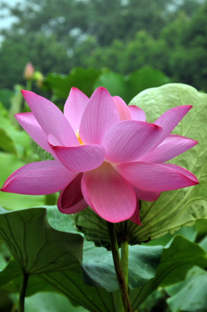 istock Blossom lotus flowers 643418382