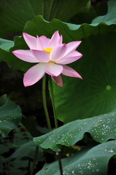 istock Blossom lotus flowers 643419510