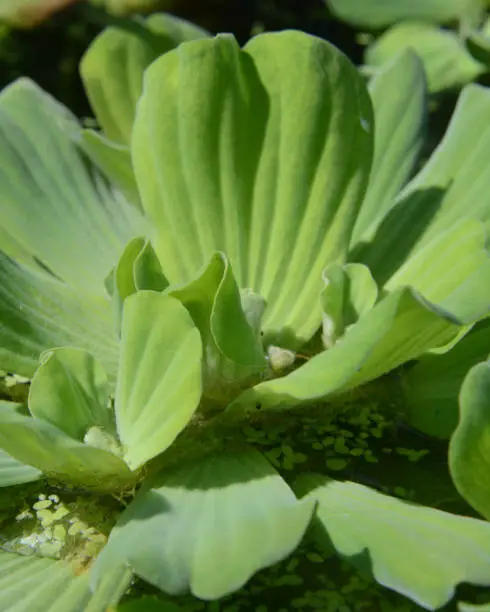 Lamb's ear water plant- with leaves as soft as a lamb's ear.