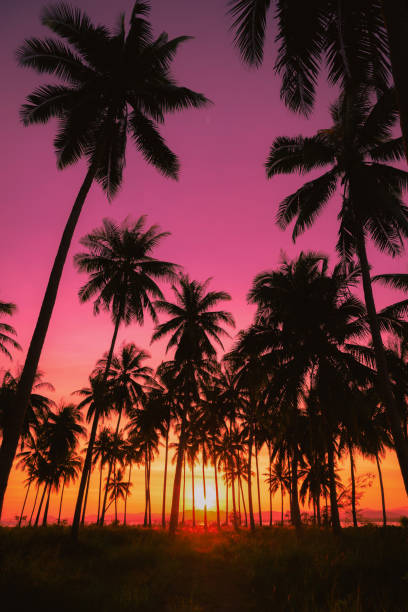 istock Silhouette coconut palm trees on beach at sunset. Vintage tone. 643420892